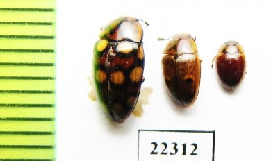 Erotylidae sp.  Peru - INSECTS-STORE.RU