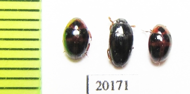 Erotylidae sp.  Peru - INSECTS-STORE.RU