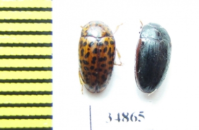 Erotylidae sp.  Peru - INSECTS-STORE.RU