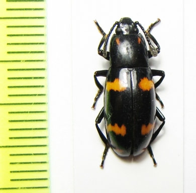 Erotylidae sp.  Philippines - INSECTS-STORE.RU