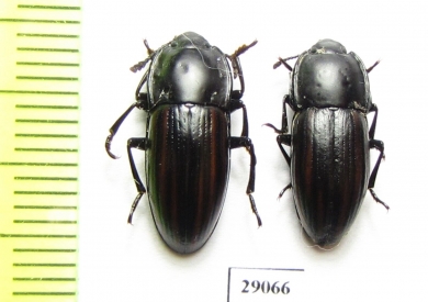Erotylidae sp.  Tanzania - INSECTS-STORE.RU