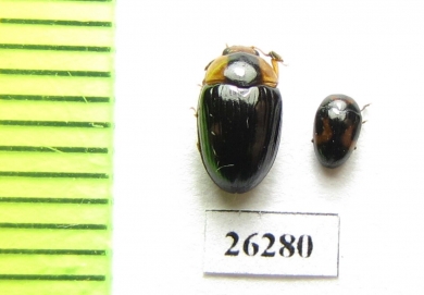 Erotylidae sp.  Vietnam - INSECTS-STORE.RU