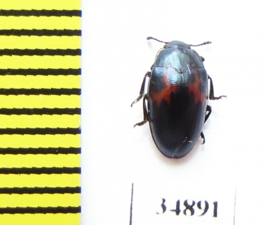 Aulacochilus luniferus  Russia, Far East - INSECTS-STORE.RU