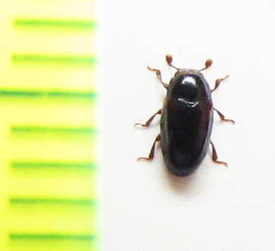 Dacne sp.  Russia, Far East - INSECTS-STORE.RU