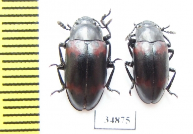 Episcapha morawitzi  Russia, Far East - INSECTS-STORE.RU