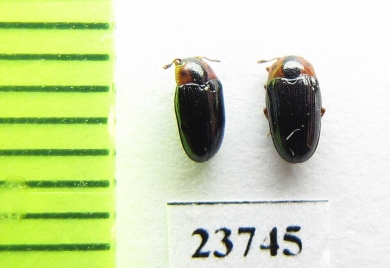 Triplax tatjanae  Russia, Far East - INSECTS-STORE.RU