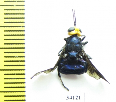 Diptera sp.  Ecuador - INSECTS-STORE.RU