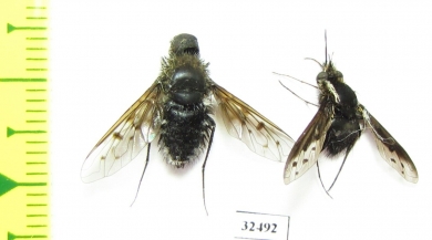 Bombyliidae sp.  South Africa Rep. - INSECTS-STORE.RU