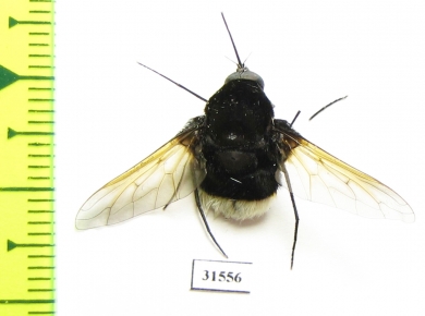 Bombyliidae sp.  South Africa Rep. - INSECTS-STORE.RU