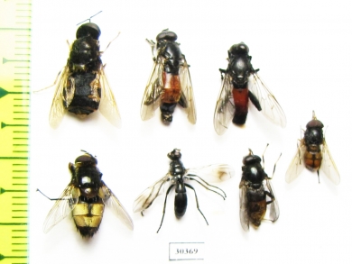 Diptera sp.  Russia, Tver reg. - INSECTS-STORE.RU