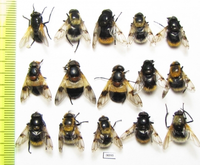 Diptera sp.  Russia, Tver reg. - INSECTS-STORE.RU