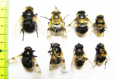 Diptera sp.  Russia, Tver reg. - INSECTS-STORE.RU