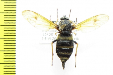 Diptera sp.  Russia, Far East - INSECTS-STORE.RU