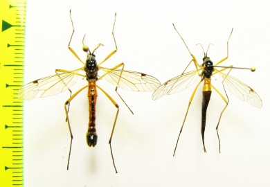 Tipulidae sp., pair  Russia, Tver reg. - INSECTS-STORE.RU