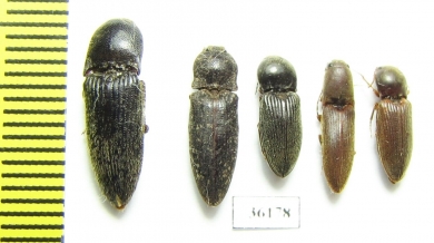 Elateridae sp.  Thailand - INSECTS-STORE.RU
