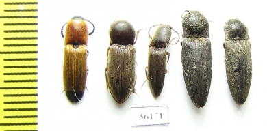 Elateridae sp.  Thailand - INSECTS-STORE.RU