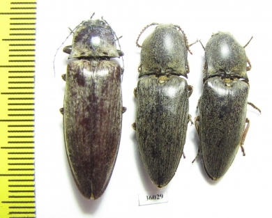 Elateridae sp.  Thailand - INSECTS-STORE.RU