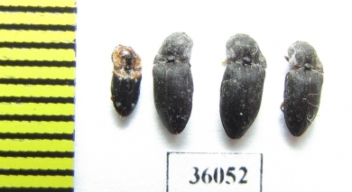 Elateridae sp.  Thailand - INSECTS-STORE.RU