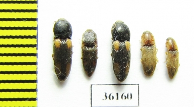 Elateridae sp.  Thailand - INSECTS-STORE.RU