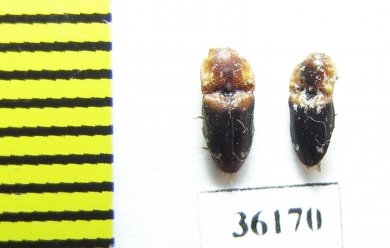 Elateridae sp.  Thailand - INSECTS-STORE.RU
