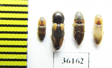 Elateridae sp.  Thailand - INSECTS-STORE.RU