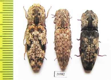 Elateridae sp.  Malaysia, Borneo - INSECTS-STORE.RU