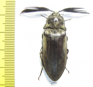 Elateridae sp.  South Africa Rep.  39mm - INSECTS-STORE.RU