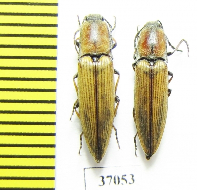Elateridae sp.  South Africa Rep.   - INSECTS-STORE.RU