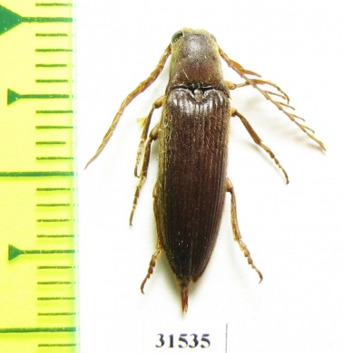 Elateridae sp.  Zanzibar isl. - INSECTS-STORE.RU