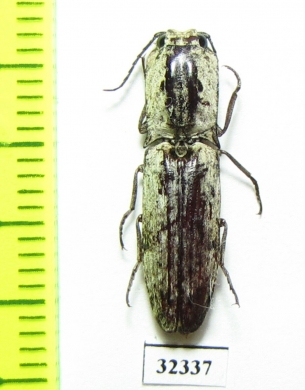 Elateridae sp.  Zanzibar isl. - INSECTS-STORE.RU