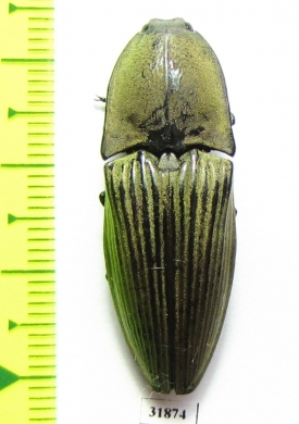 Elateridae sp.  Panama - INSECTS-STORE.RU