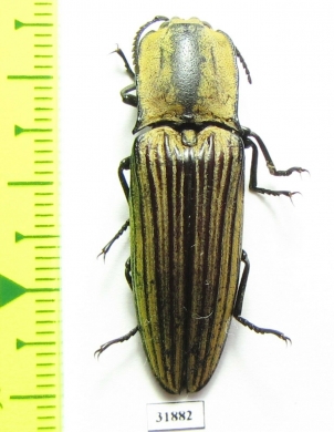 Elateridae sp.  Panama - INSECTS-STORE.RU