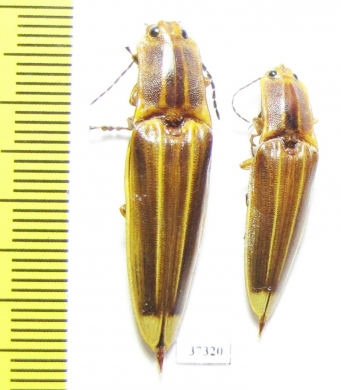 Elateridae sp.  Ecuador - INSECTS-STORE.RU