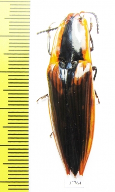 Elateridae sp.  Mexico - INSECTS-STORE.RU