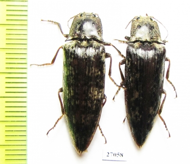 Elateridae sp.  Honduras - INSECTS-STORE.RU