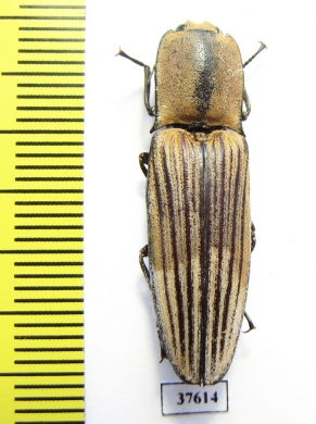 Elateridae sp.  Colombia - INSECTS-STORE.RU