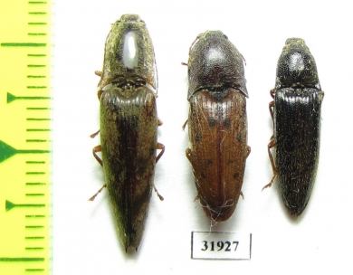 Elateridae sp.  Peru - INSECTS-STORE.RU