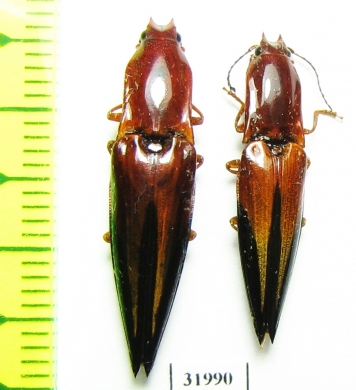 Elateridae sp.  Peru - INSECTS-STORE.RU