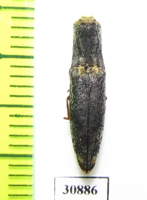 Elateridae sp.  Peru - INSECTS-STORE.RU
