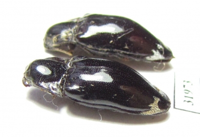 Elateridae sp.  Peru - INSECTS-STORE.RU
