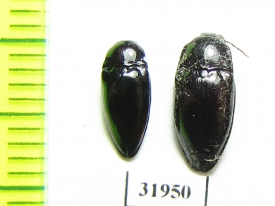 Elateridae sp.  Peru - INSECTS-STORE.RU