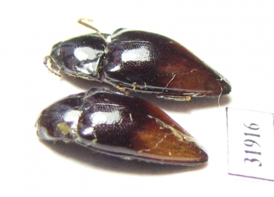 Elateridae sp.  Peru - INSECTS-STORE.RU