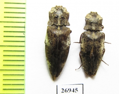 Elateridae sp.  China, Tibet - INSECTS-STORE.RU