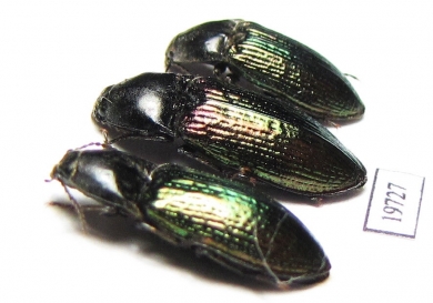 Elateridae sp.  Kazakhstan - INSECTS-STORE.RU