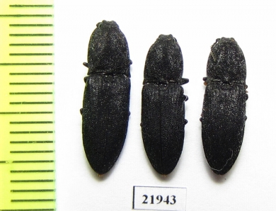 Elateridae sp.  Russia, Krasnodar reg. - INSECTS-STORE.RU