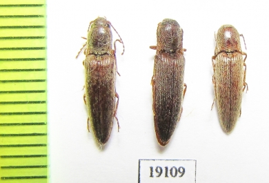 Elateridae sp.  Russia, Astrakhan reg. - INSECTS-STORE.RU