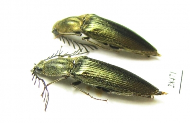 Ctenicerus pectinicornis  Russia, Tver reg. - INSECTS-STORE.RU