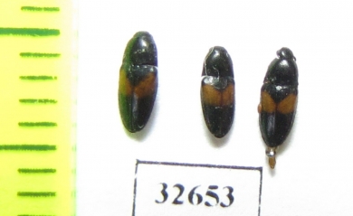 Drapetes mordelloides  Poland - INSECTS-STORE.RU