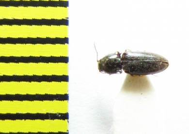 Oedostethus tenuicornis  Belorussia - INSECTS-STORE.RU