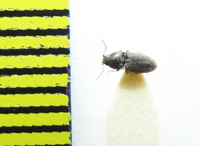 Zorochros minimus  Belorussia - INSECTS-STORE.RU